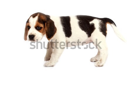 Beagle cachorro blanco triste jóvenes oído Foto stock © Fesus