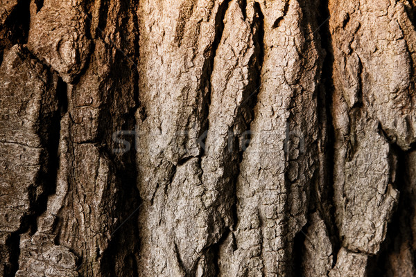 Textuur boom schors muur achtergrond huid Stockfoto © Fesus