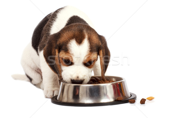 Beagle puppy hond eten witte triest Stockfoto © Fesus