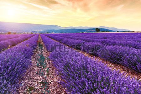 Lavender field summer sunset Stock photo © Fesus