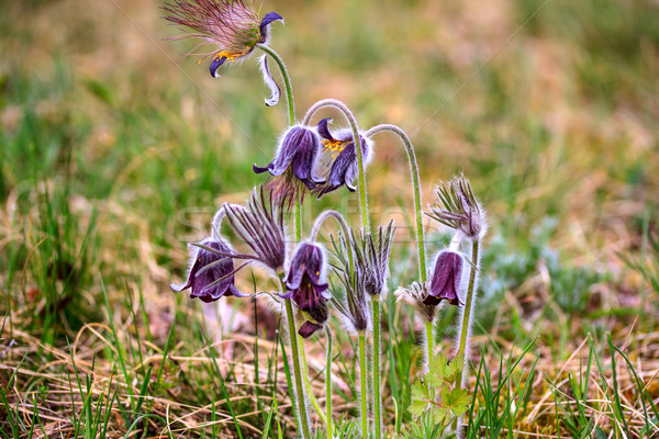 Gruppo Montana fioritura primavera prato Ungheria Foto d'archivio © Fesus