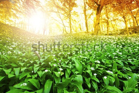 Stock photo: Wild garlic forest