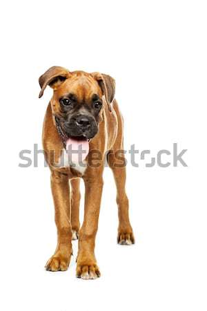 Stock photo: puppy Boxer in  white background