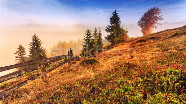 Magical sunrise with tree in Transylvania mountains Stock photo © Fesus