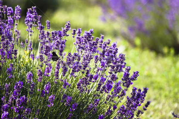 Lavender field Stock photo © Fesus