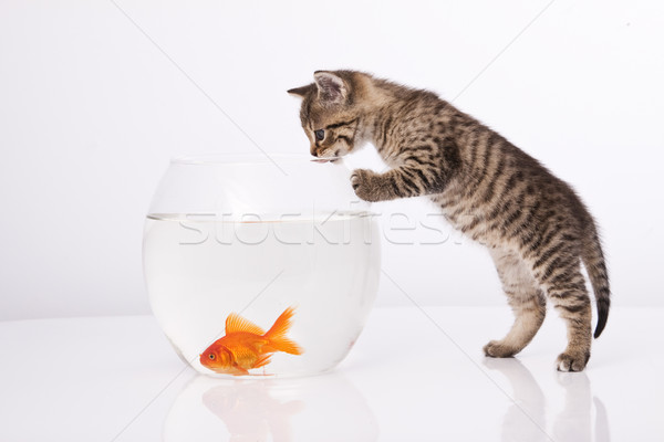 Photo stock: Maison · chat · or · poissons · eau · verre