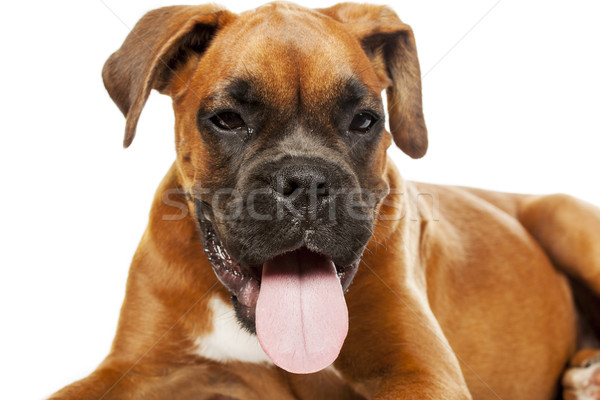 Stockfoto: Bokser · puppy · maand · witte · portret · grappig