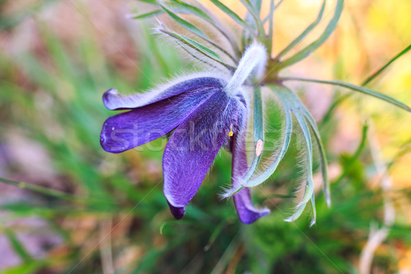 A group of Pulsatilla Stock photo © Fesus