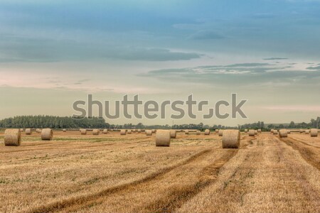 Straw bales with dramatic sky Stock photo © Fesus