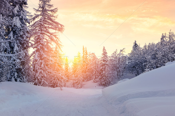 Beautiful sunset in winter forest Jluia Alps in Slovenia Stock photo © Fesus