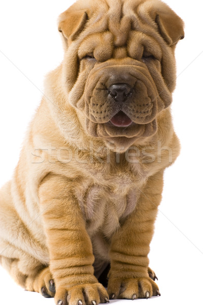 Stock fotó: Sharpei · kutya · jókedv · stúdió · profil · barát