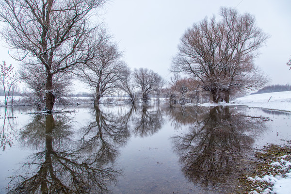 Inverno panorama fiume Ungheria acqua albero Foto d'archivio © Fesus