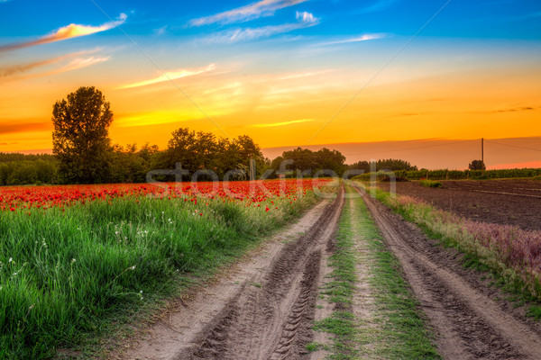Maki dziedzinie wygaśnięcia zielona trawa czerwony niebo Zdjęcia stock © Fesus