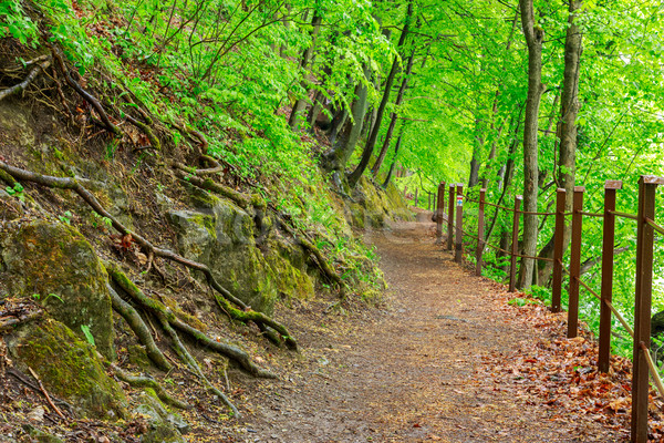 Green forest with pathway Stock photo © Fesus