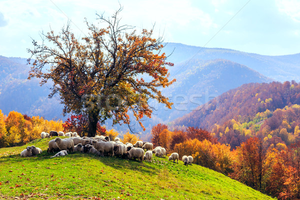 Stok fotoğraf: Koyun · ağaç · sonbahar · manzara · doğa