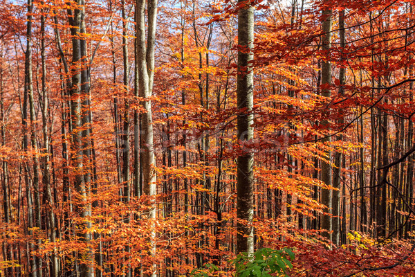 Zdjęcia stock: Kolorowy · jasne · jesienią · lasu · drzewo · drewna