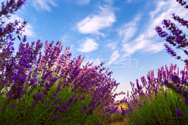 Lavender field in Tihany, Hungary Stock photo © Fesus