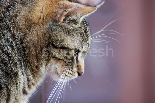 Chat portrait maison extérieur fond [[stock_photo]] © Fesus