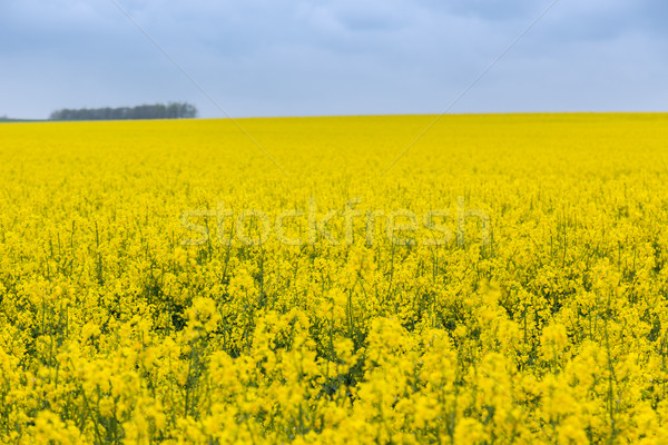 Canola field Stock photo © Fesus