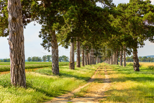 tree alley in summer with footpath Stock photo © Fesus