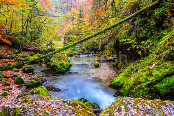 Foto stock: Enseada · profundo · montanha · floresta · primavera · verde