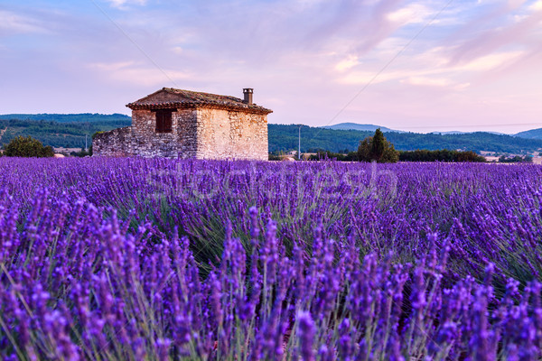 Lavender field summer sunset landscape near Sault Stock photo © Fesus