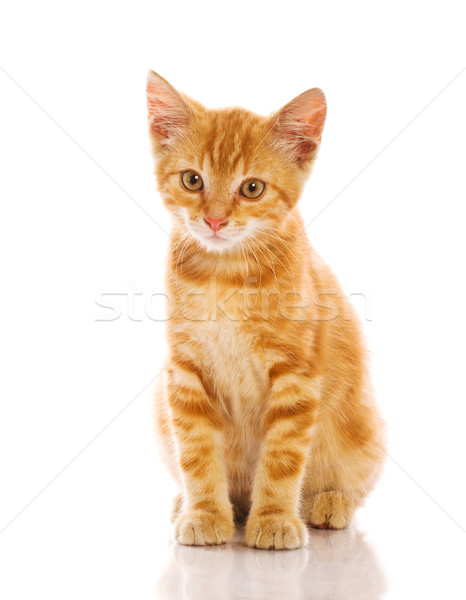 Rood weinig kat ogen schoonheid grappig Stockfoto © Fesus