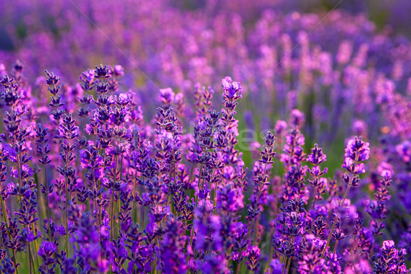 Campo di lavanda Ungheria cielo tramonto natura panorama Foto d'archivio © Fesus