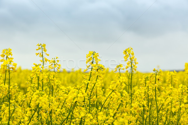 Photo stock: Domaine · floraison · extérieur · printemps · Hongrie · ciel