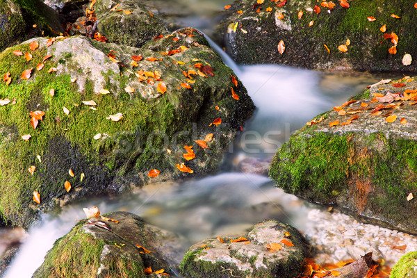 River cascade in a forest in Transylvania mountains Stock photo © Fesus