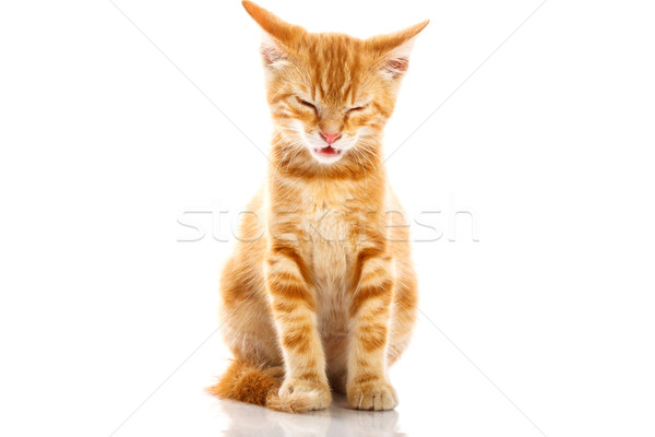 Rood weinig kat geïsoleerd achtergrond Stockfoto © Fesus