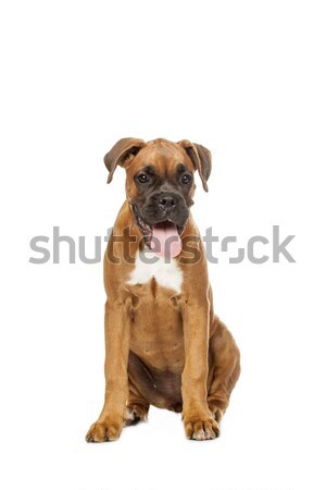 Puppy bokser witte dieren grappig dier Stockfoto © Fesus