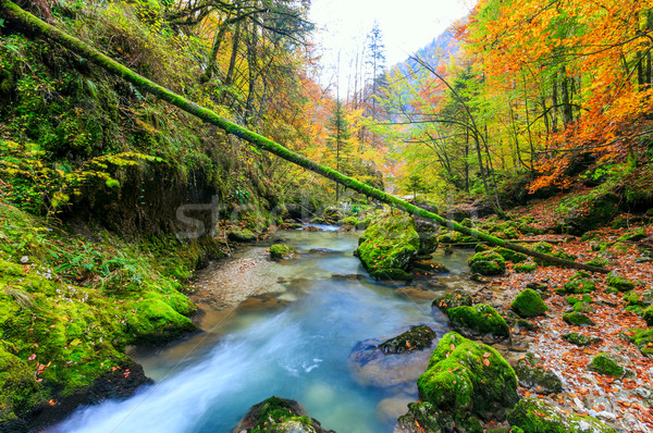 Foto stock: Enseada · profundo · montanha · floresta · água · madeira