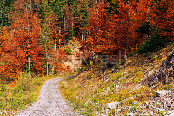 Footpath winding through colorful forest Stock photo © Fesus