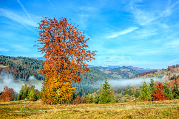 Colorful autumn landscape in the Carpathian mountains Stock photo © Fesus