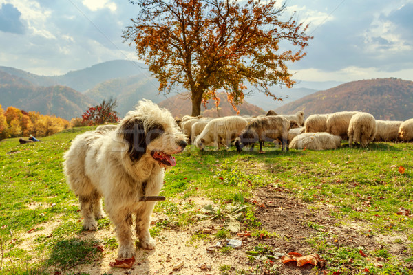 Stock photo: Dogs guard the sheep on the mountain pasture