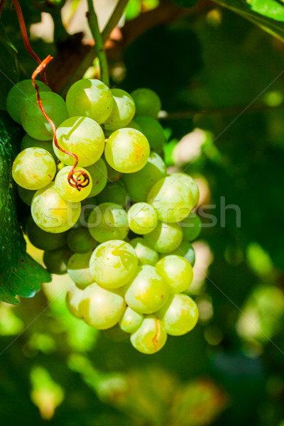 Closeup of bunches of green wine grapes on vine Stock photo © Fesus