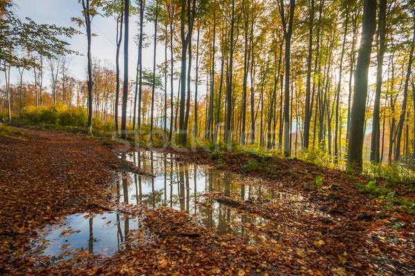 Kleurrijk najaar bos foto hdr zon Stockfoto © Fesus