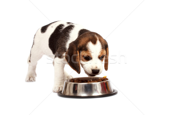 Beagle puppy hond eten witte triest Stockfoto © Fesus