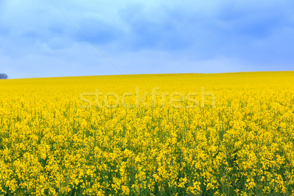 Canola field Stock photo © Fesus