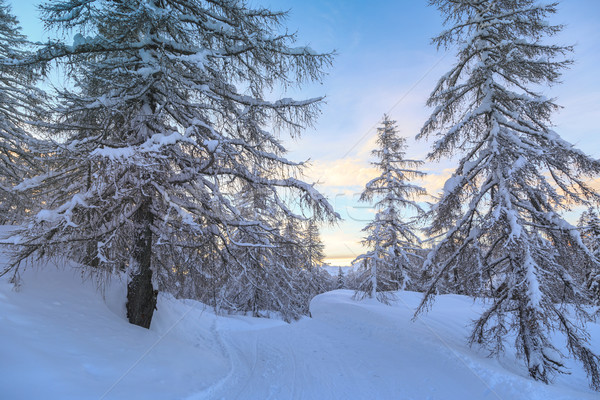 Invierno forestales alpes montanas Eslovenia madera Foto stock © Fesus