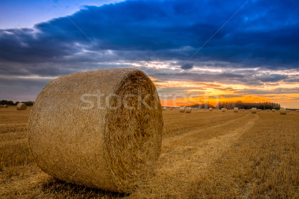 Stockfoto: Einde · dag · veld · hooi · baal · Hongarije