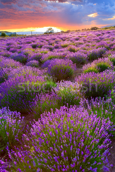 Sunset over a summer lavender field Stock photo © Fesus