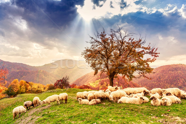 Stock foto: Schafe · Baum · dramatischen · Himmel · Herbst · Landschaft