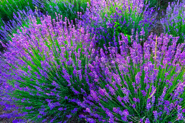 Sunset over a violet lavender field Stock photo © Fesus
