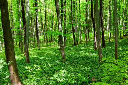 Stock photo: Wild garlic forest