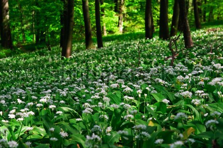 Foto stock: Alho · floresta · árvore · primavera · cama