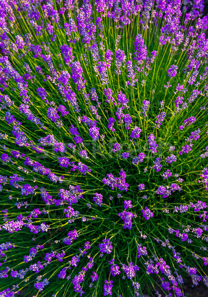 Lavender field in Tihany, Hungary Stock photo © Fesus