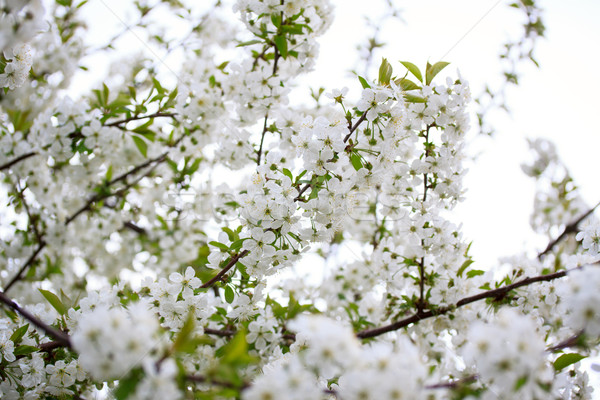 Kirsche Blumen Frühling Blüte Zweig Ostern Stock foto © Fesus