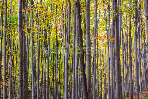 Sonbahar orman renkli Macaristan yol doğa Stok fotoğraf © Fesus